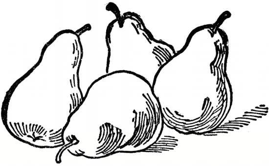  عکس گلابی نقاشی