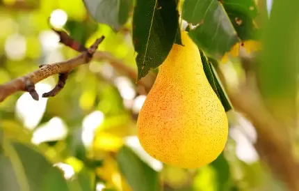  عکس میوه گلابی واقعی