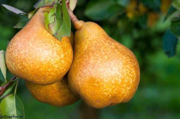  عکس گلابی های خوشمزه