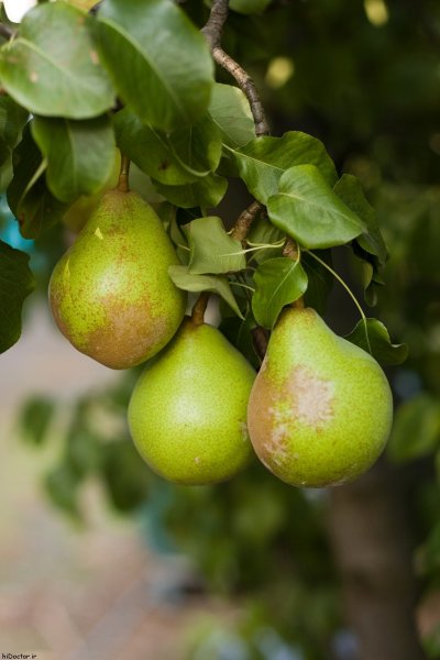  عکس های گلابی جنگلی