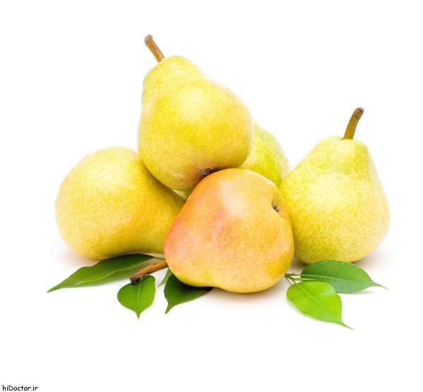  عکس گلابی روی درخت