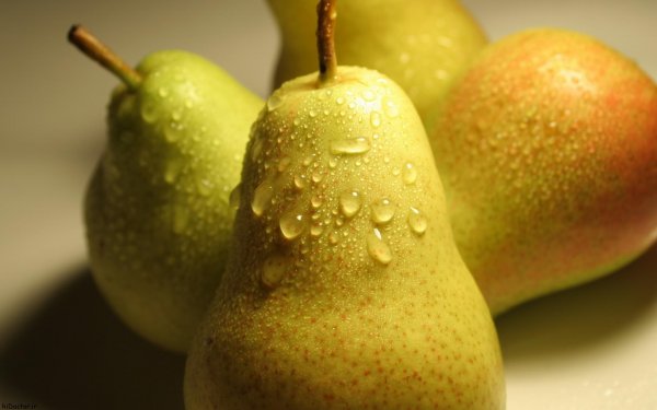  عکس گلابی روی درخت