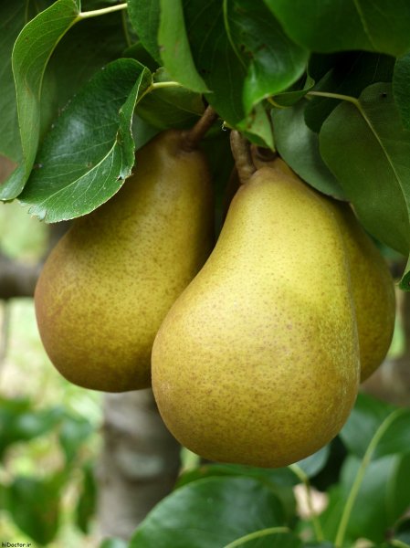 عکس گلابی روی درخت