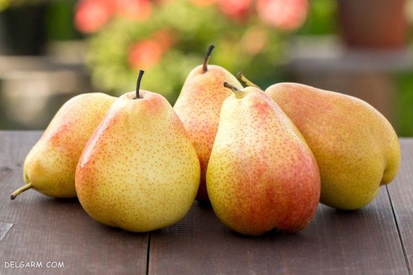  عکس پروفایل گلابی تازه