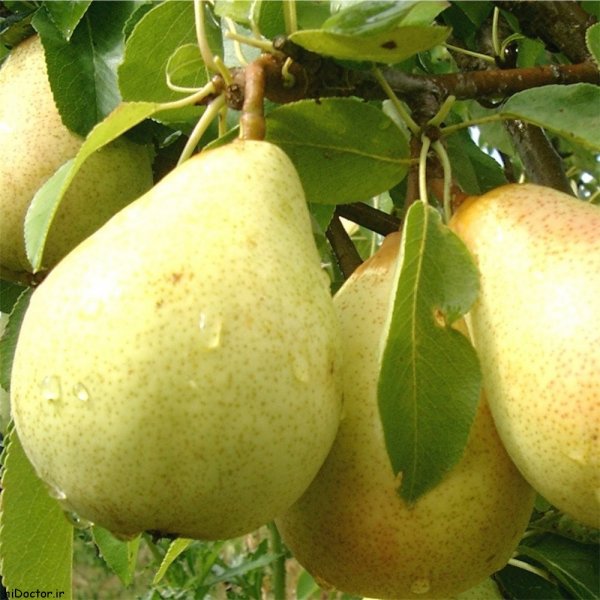 عکس گلابی خوشمزه برای تصویر زمینه