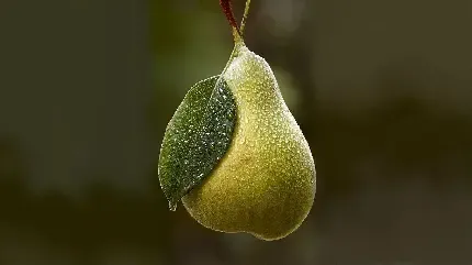 عکس گلابی برای استوری اینستاگرام