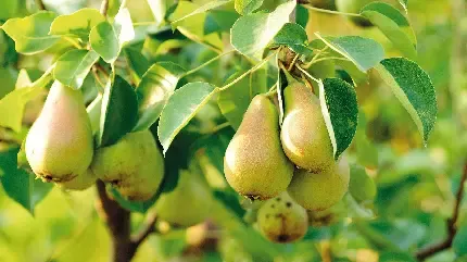 عکس گلابی برای استوری اینستاگرام