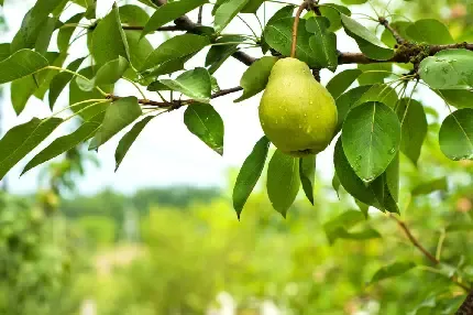 عکس گلابی برای استوری اینستاگرام