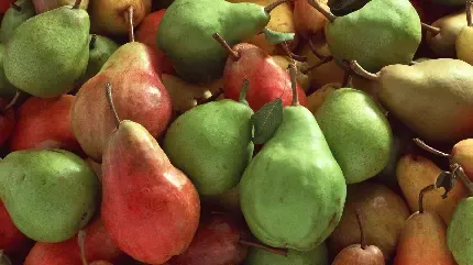 عکس گلابی برای استوری اینستاگرام