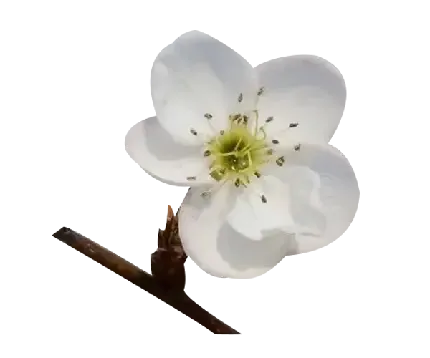 عکس گلابی برای استوری اینستاگرام