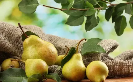 عکس گلابی برای بک گراند گوشی موبایل