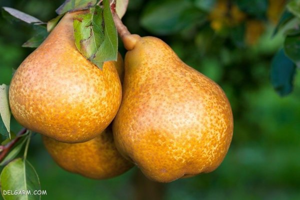 عکس گلابی برای بک گراند کامپیوتر و لپ تاپ