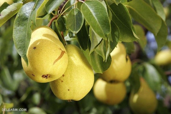 عکس گلابی برای بک گراند کامپیوتر و لپ تاپ
