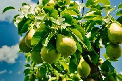  والپیپر گلابی نرم و آب دار