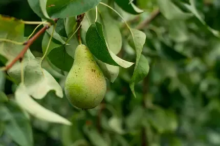  والپیپر گلابی نرم و آب دار