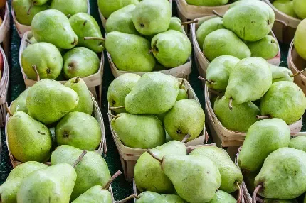  والپیپر گلابی نرم و آب دار