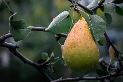  والپیپر گلابی نرم و آب دار