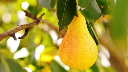  والپیپر گلابی نرم و آب دار