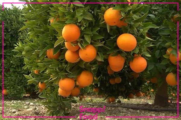  عکس میوه های خوشمزه