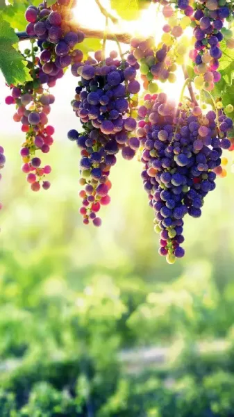  عکس پروفایل میوه برای گوشی