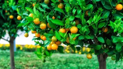  عکس میوه با کیفیت