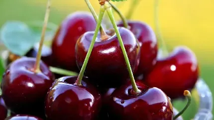  عکس میوه با کیفیت