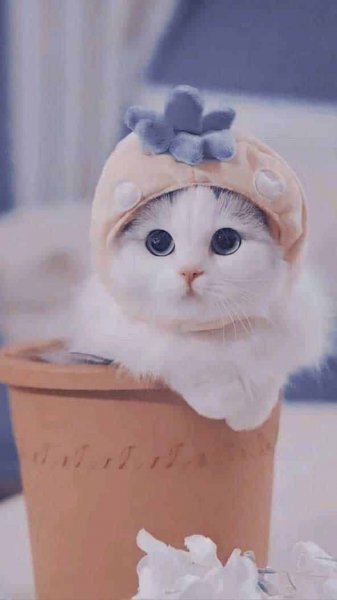  عکس دخترانه پس زمینه واتساپ