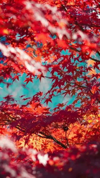 عکس برگ پاییزی برای پروفایل