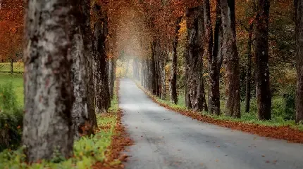  عکس 8k از طبیعت
