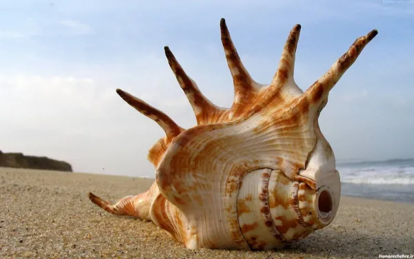  عکس صدف پیچ پیچی