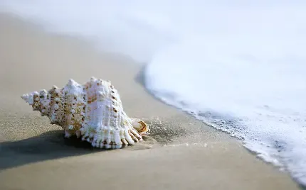  عکس صدف تزیینی