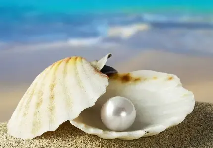  عکس صدف های ترکیه