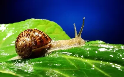  عکس حلزون بزرگ