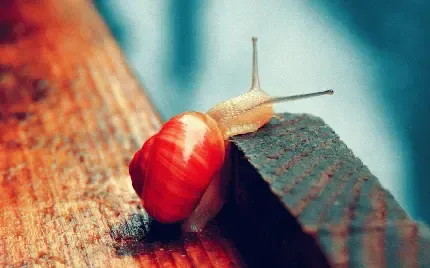  عکس حلزون خانگی