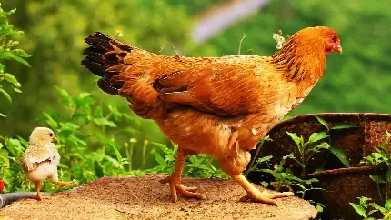  عکس بک گراند جوجه