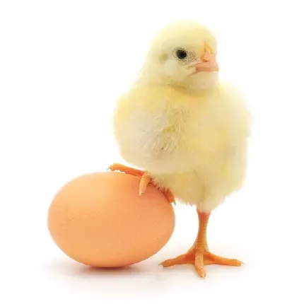  عکس بک گراند جوجه