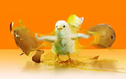  عکس بک گراند جوجه