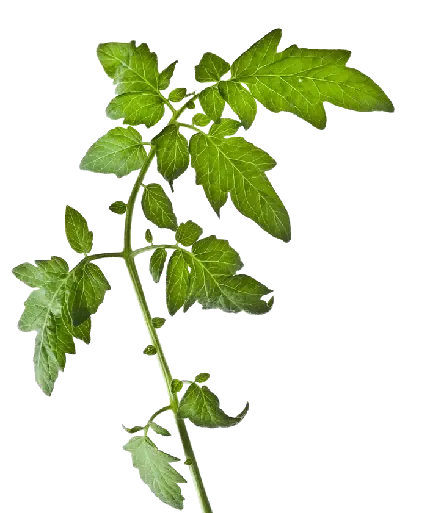  عکس بک گراند جوجه