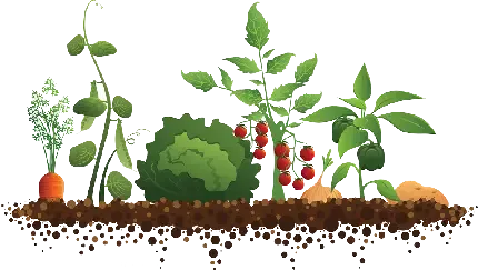  عکس بک گراند جوجه