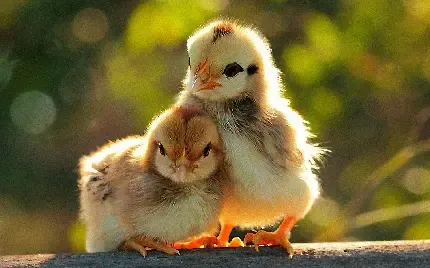  عکس بک گراند جوجه