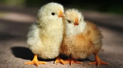  عکس جوجه بک گراند گوشی موبایل