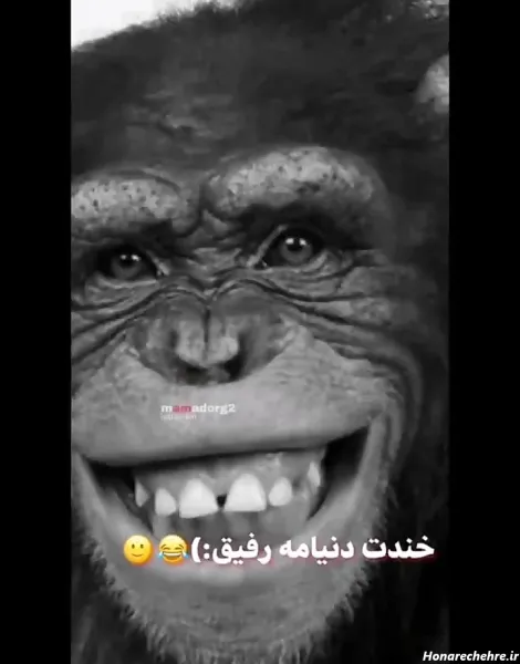 عکس میمون زشت دخترانه