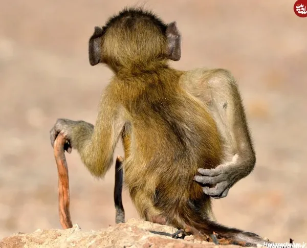 عکس میمون زشت دخترانه