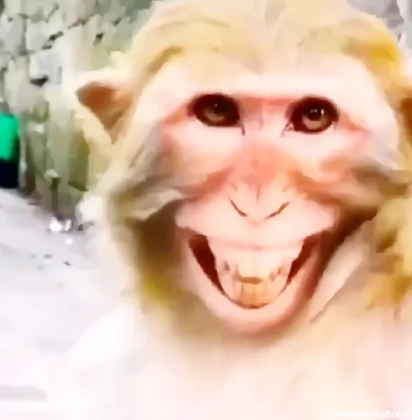 عکس میمون زشت دخترانه