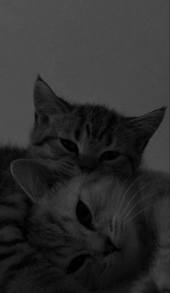  تصویر زمینه گربه کیوت