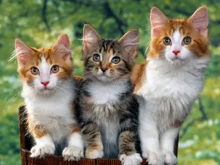  والپیپر گربه سیاه سفید برای گوشی آیفون