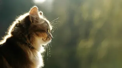 والپیپر گربه سیاه سفید برای گوشی آیفون