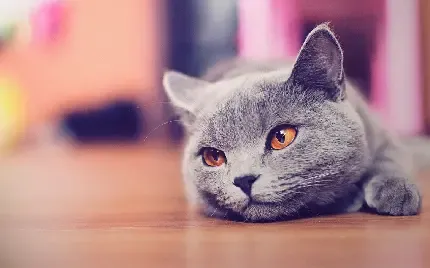  والپیپر گربه سیاه سفید برای گوشی آیفون