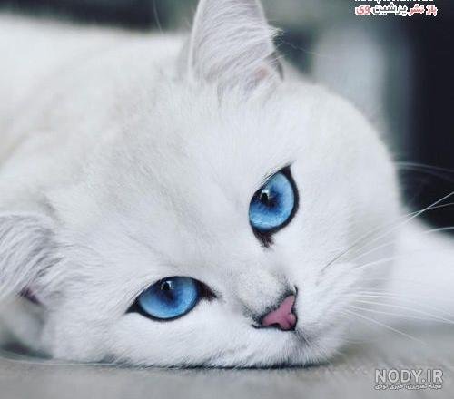 عکس گربه پرشین چشم آبی کوچولو