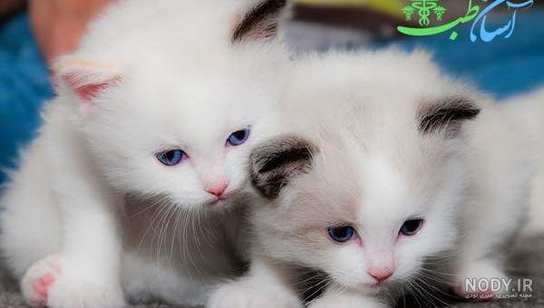 عکس گربه پرشین چشم آبی کوچولو